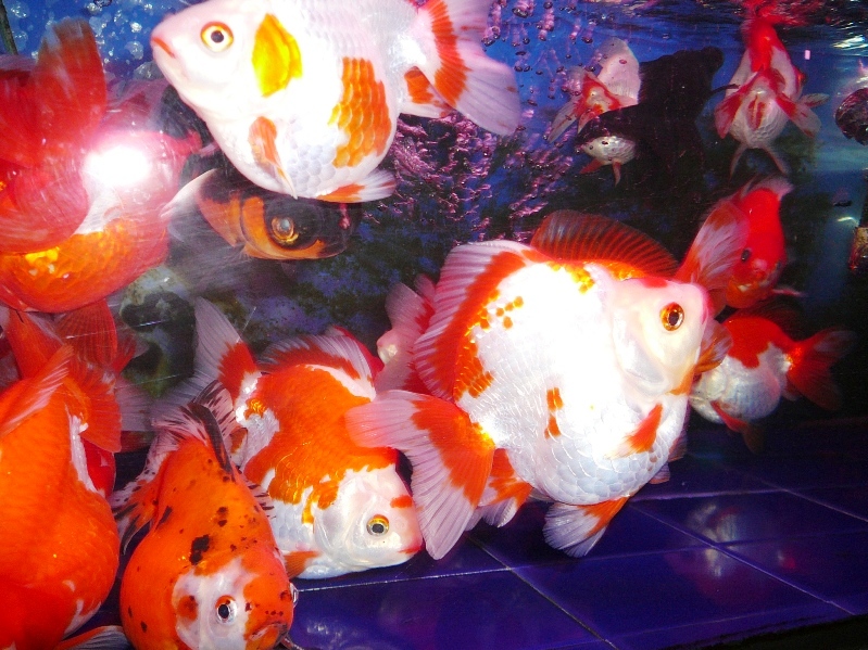 a shoal of goldfish