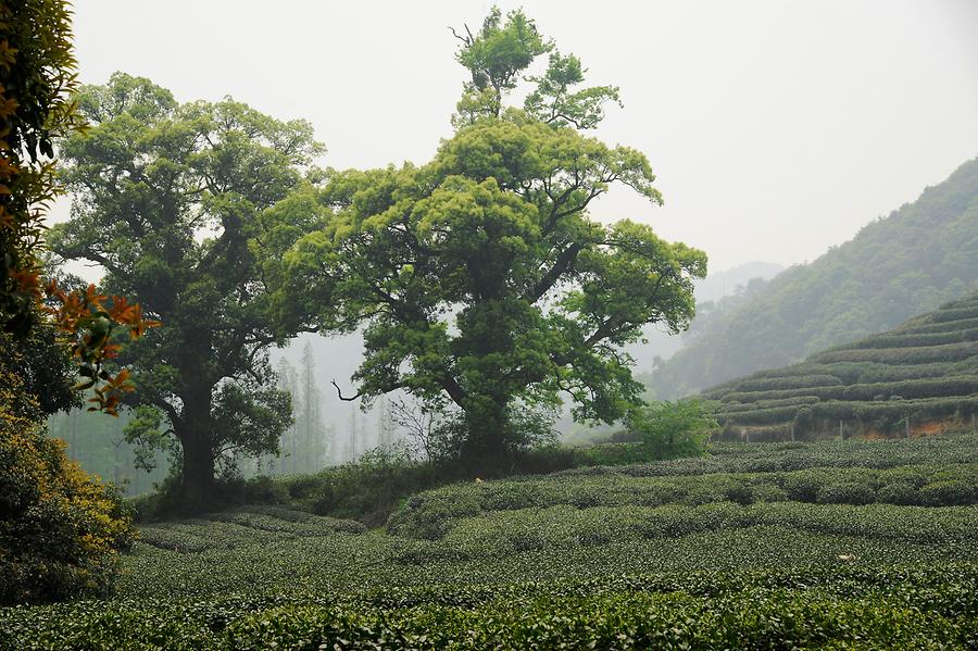 Tea Plantation near Hangzhou