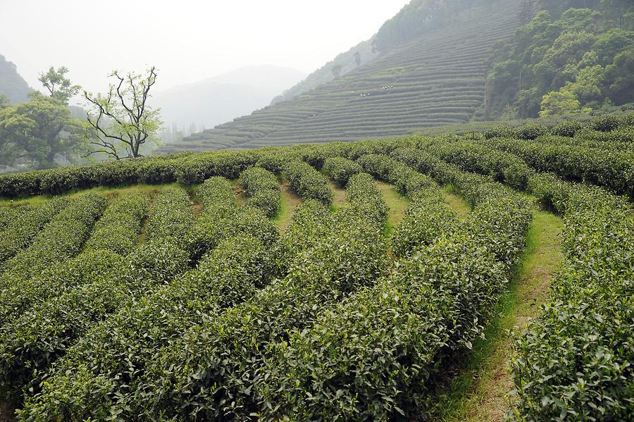 Tea Plantation near Hangzhou