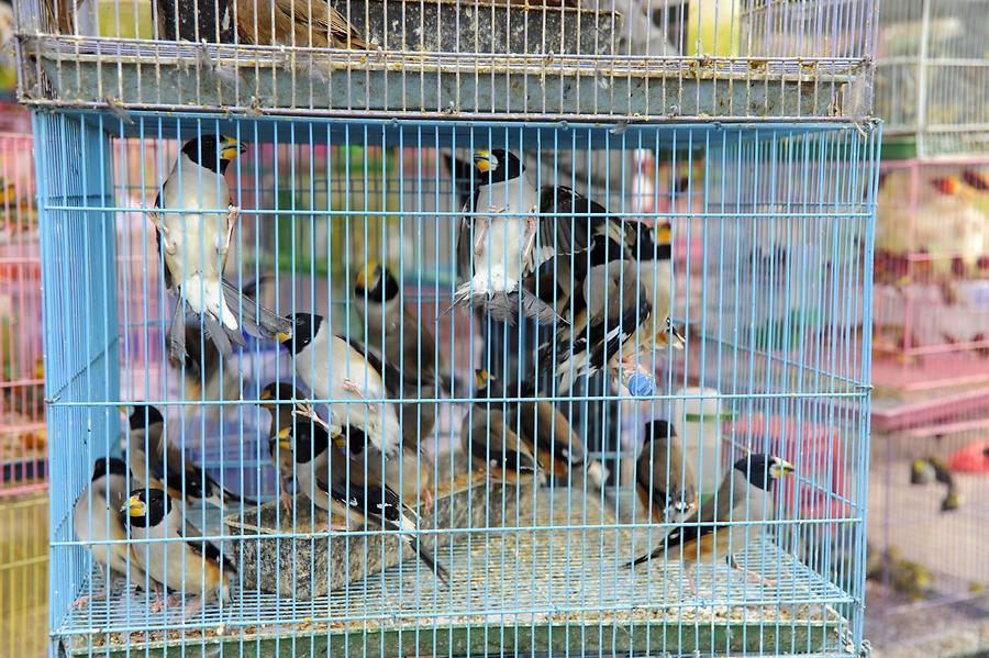 Bird Market - Birds