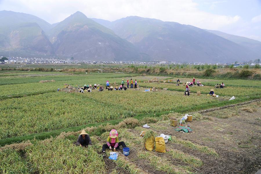 Garlic Harvest near Xizhou
