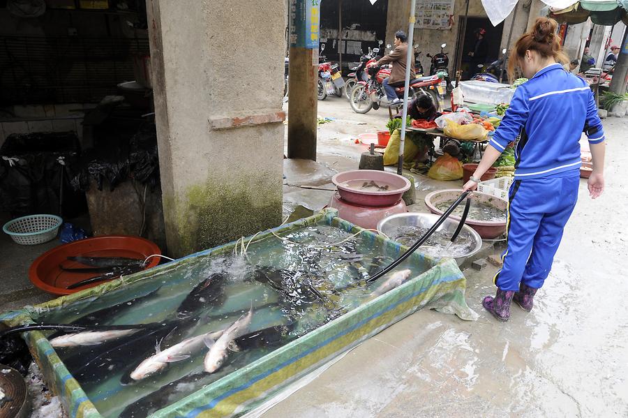 Jiang Tou Zhou - Fish Market