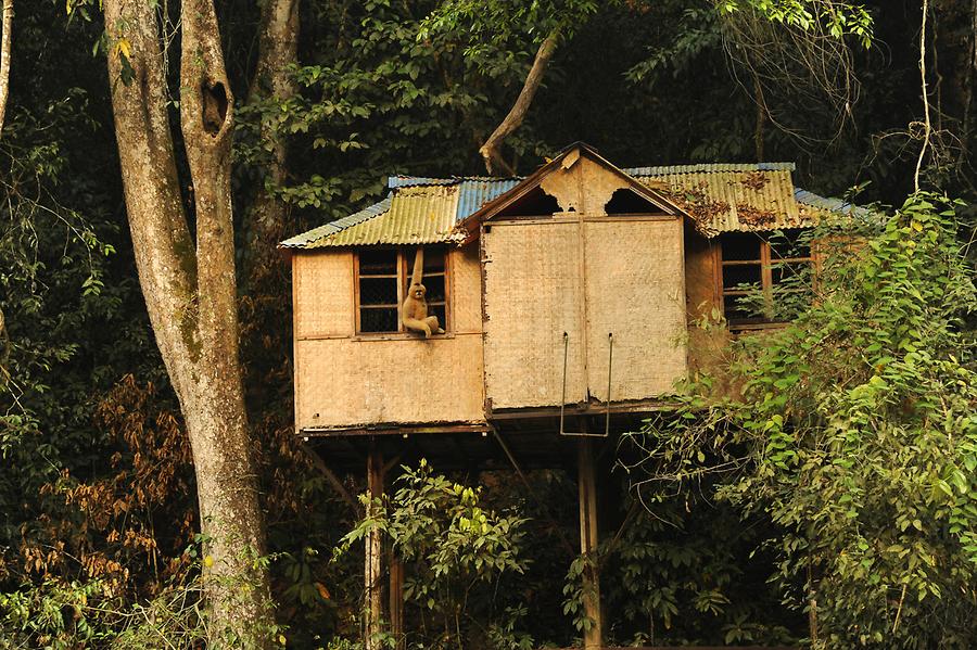 Sanchahe Nature Reserve - Monkeys