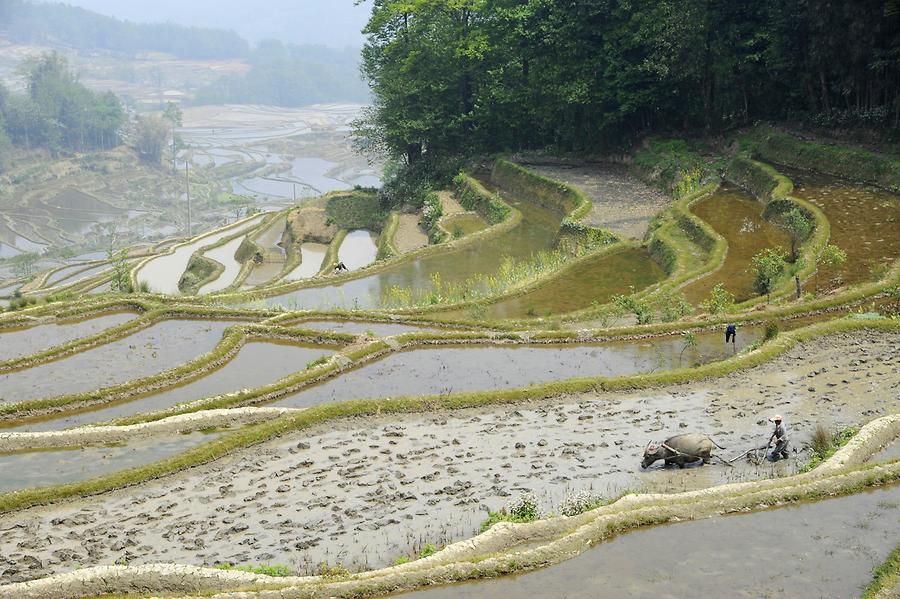Rice Terraces near Qingkou - Water Buffalo