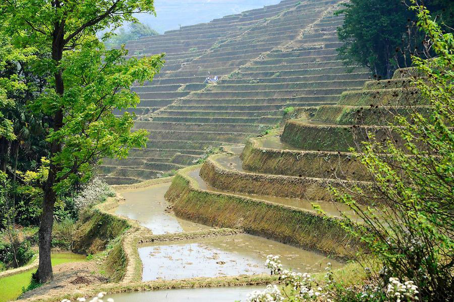 Rice Terraces near Qingkou