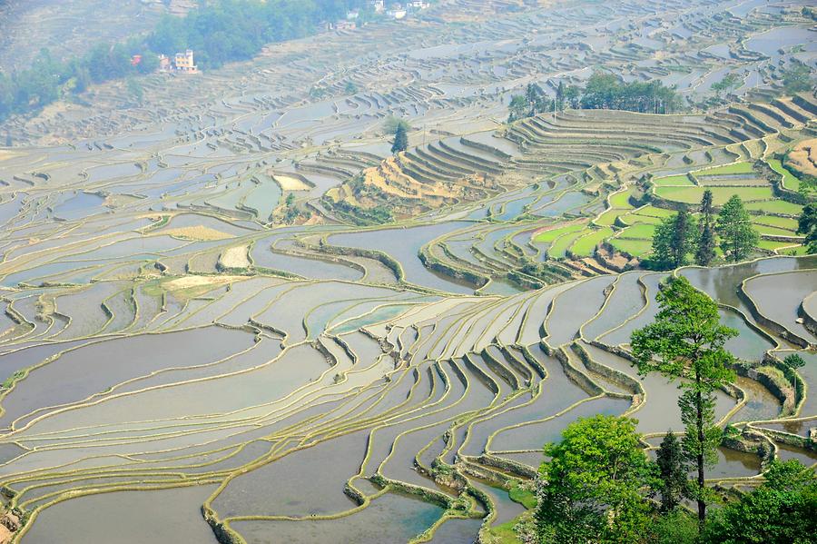 Rice Terraces near Qingkou