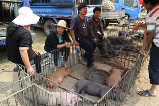 Street Market - Pigs