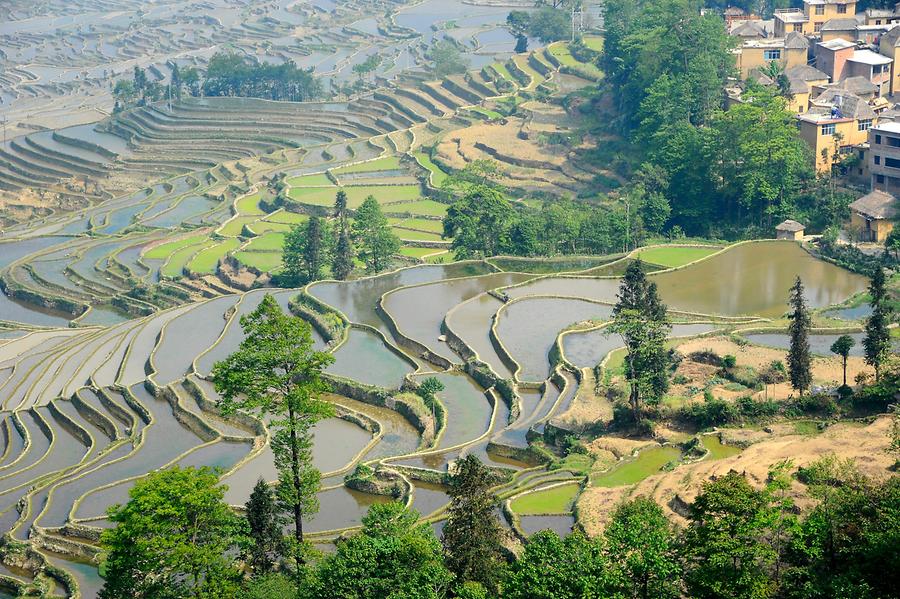 The Rice Terraces of Duoyishu