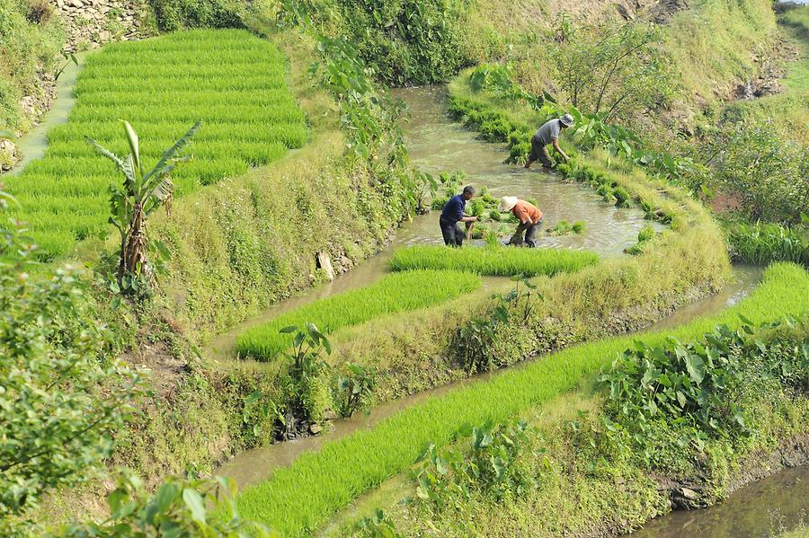 The Rice Terraces of Laohuzui - Rice Farmer