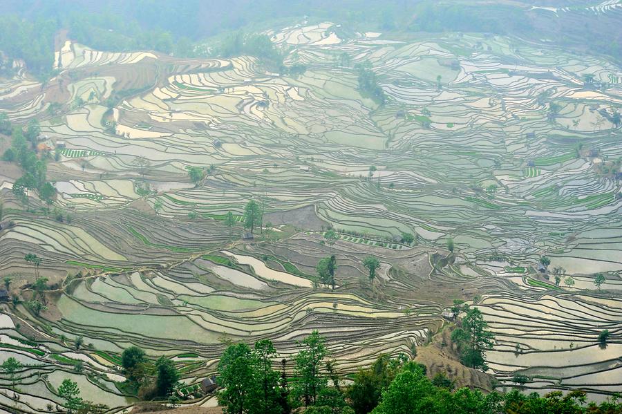 The Rice Terraces of Laohuzui