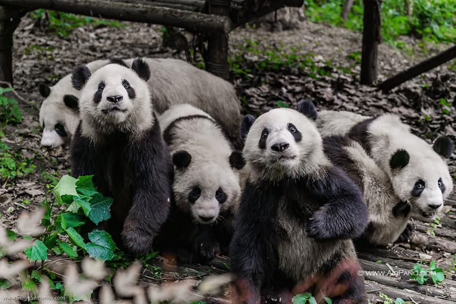 Chengdu Research Base of Giant Panda Breeding, China