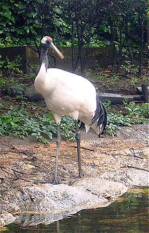 Red-crowned crane, Foto: source: Wikicommons unter CC 