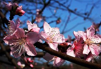 Plum Blossom, Foto source: PixaBay 