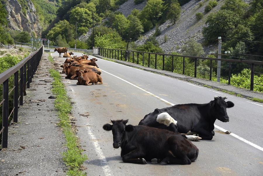 Tskhenistsqali Valley - Cows