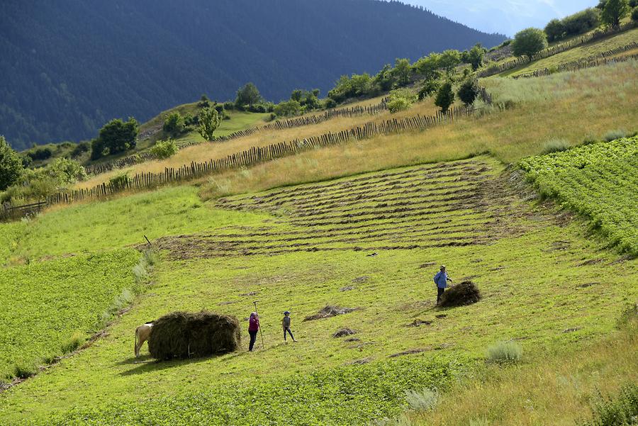 Agriculture in Svaneti