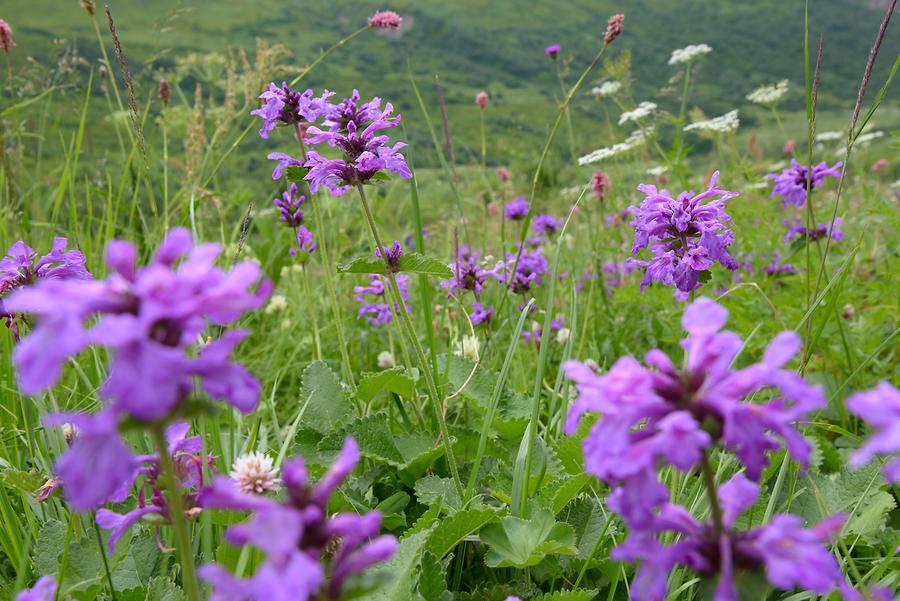 Valley near Shkhara Mountain - Flowering Meadow