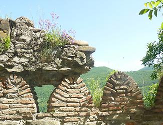 Fortress Anuri