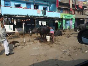 Village Life Near Gaya (1)