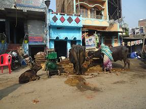 Village Life Near Gaya (2)