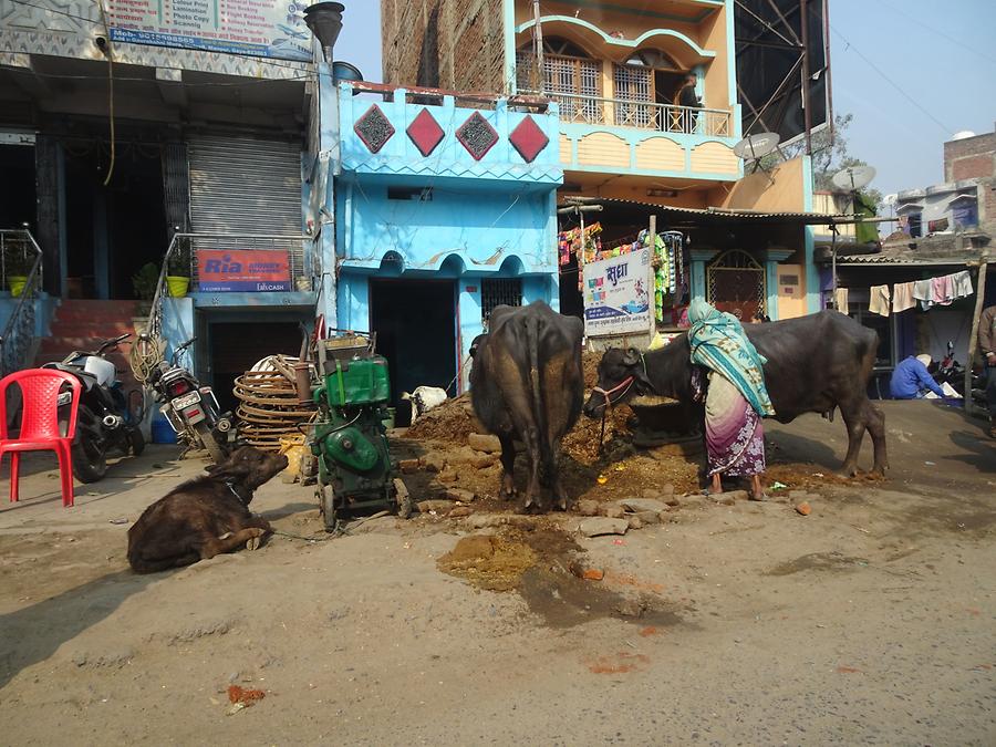 Village Life Near Gaya
