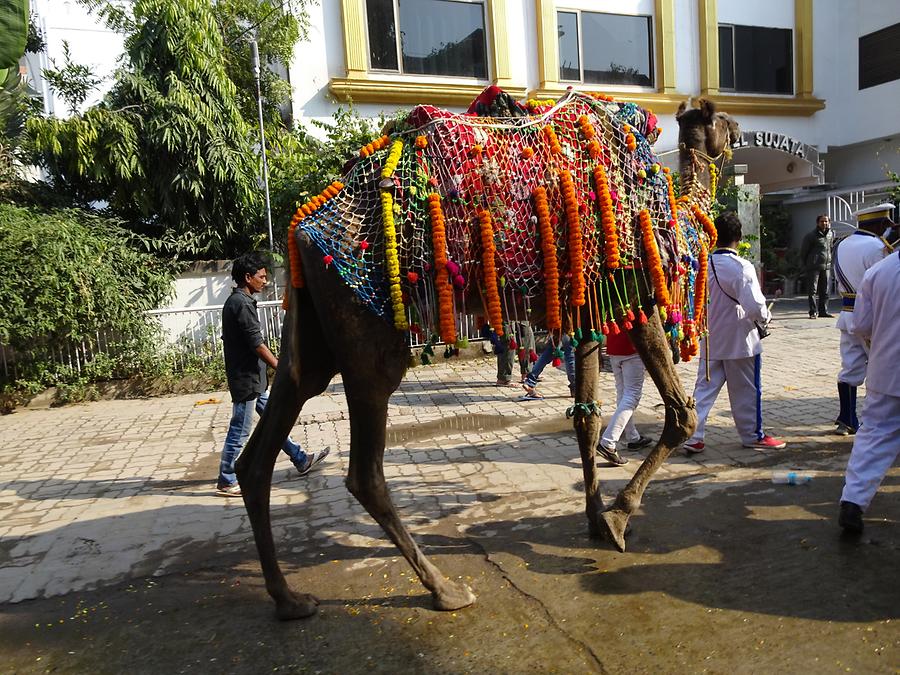 Bodh Gaya - Camel