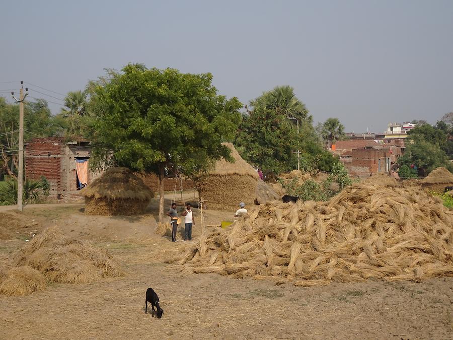 Rural Life near Bodh Gaya