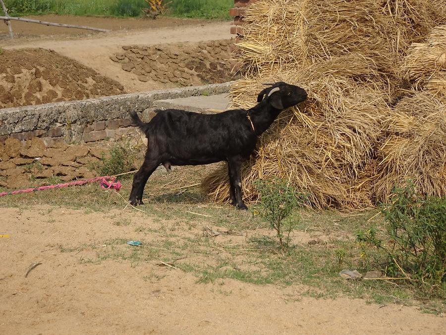 Rural Life near Bodh Gaya