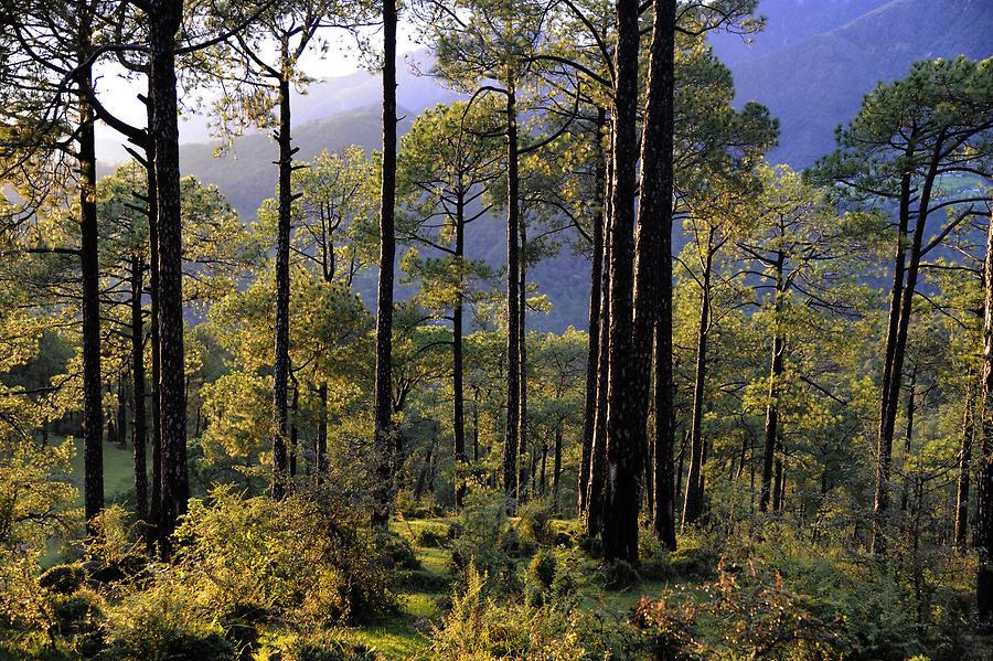 Landscape near Dharamsala