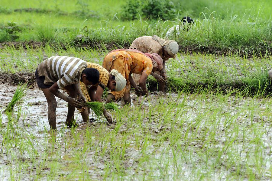 Road to Dharamsala - Paddy Field