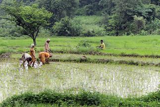 Road to Dharamsala - Paddy Field (2)