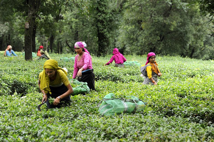 Tea Pickers near Palampur