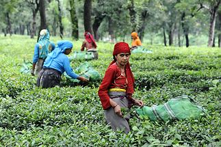 Tea Pickers near Palampur (2)