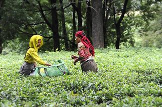 Tea Pickers near Palampur (3)