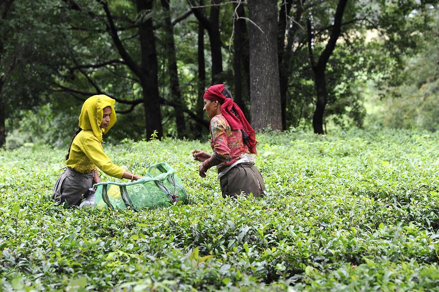 Tea Pickers near Palampur