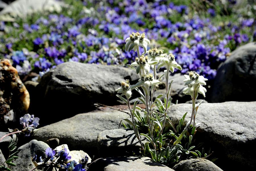 Bara-lacha Pass - Edelweiss