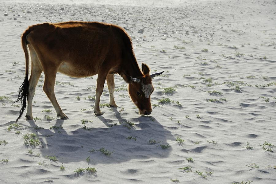 Sand Dunes near Hundar; Cow
