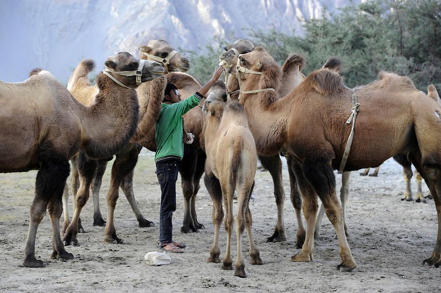 Sand Dunes near Hundar; Two-Hamped Camels