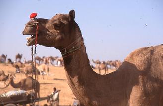 Decorated Camel (2)