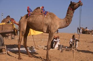 Decorated Camel (4)
