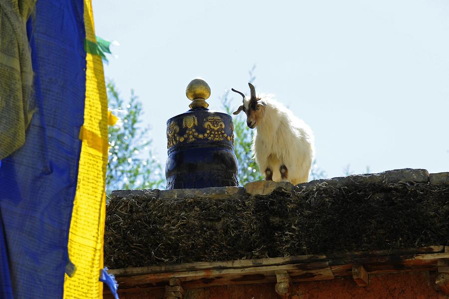 Pin Valley - Kungri Gompa; Goat on the Roof