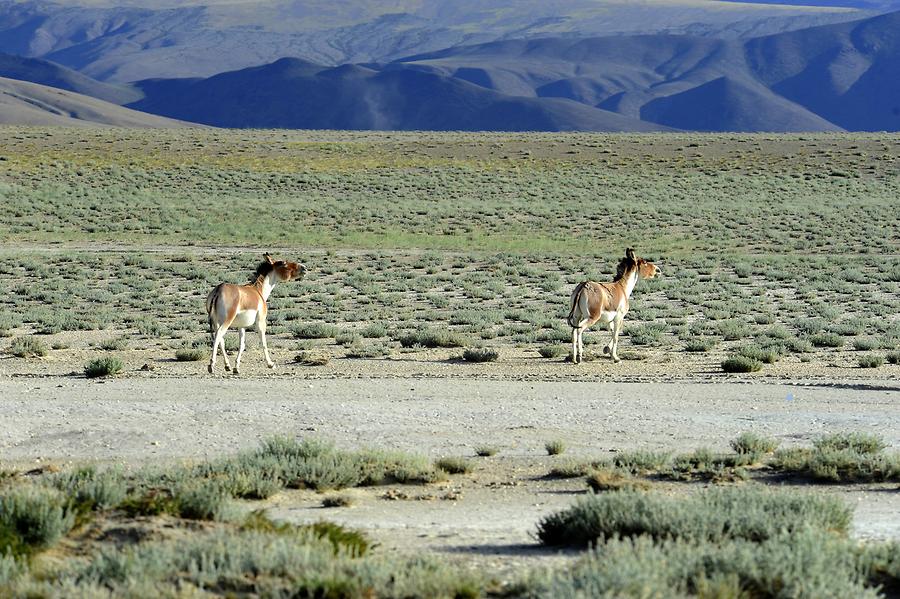 Tso Kar Plateau - Wild Donkeys
