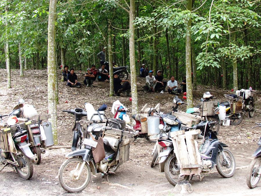Workers in the Rubber Plantation