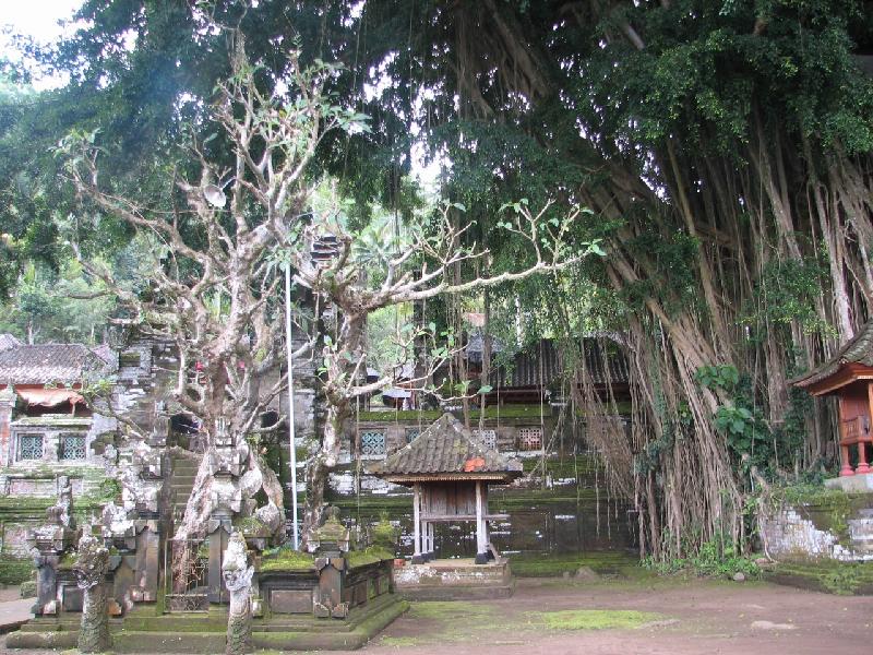 Bild '045-pura-kehen-tempel-banyan-baum'