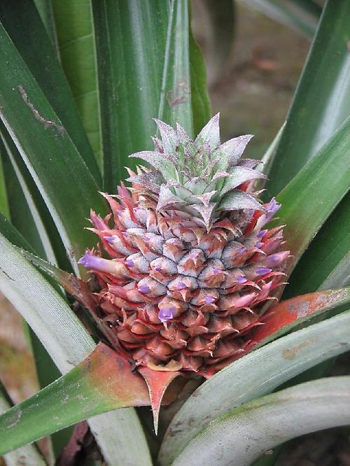 Bild '021-susut-pflanzung-ananas'