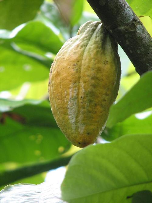 Bild '025-susut-pflanzung-kakaobohne'