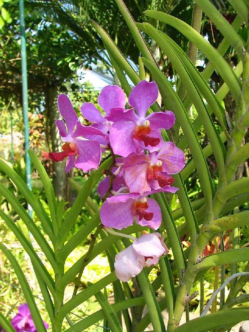 Bild '339-tohpati-orchideengarten'