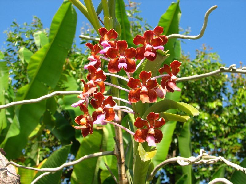 Bild '341-tohpati-orchideengarten'