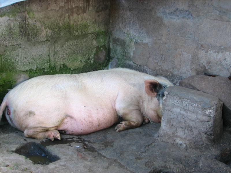 Bild '285B-batuan-reisbauerngehoeft-schweinestall'
