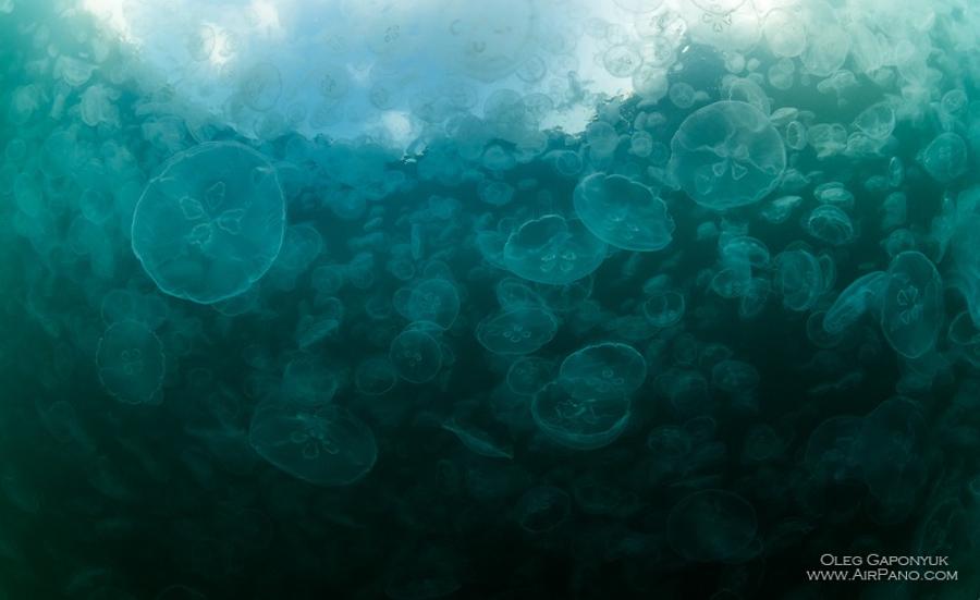Jellyfish Bay, Raja Ampat, Indonesia, © AirPano 