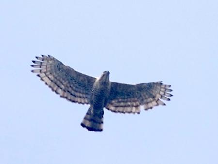 Javan hawk, Foto: source: Wikicommons unter CC 